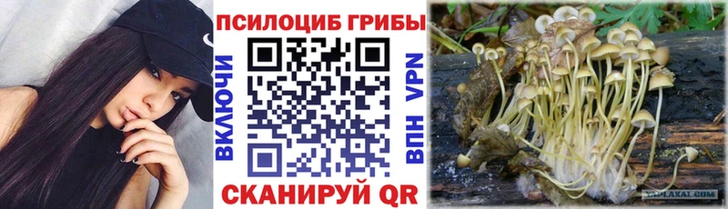 Купить где Кореновск Галлюциногенные грибы Psilocybe